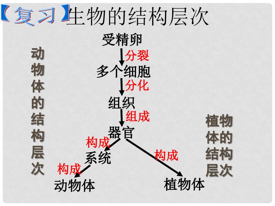 湖北省麻城市集美学校七年级生物上册《第二单元 第二章 第四节 只有一个细胞的生物体》课件 新人教版_第2页