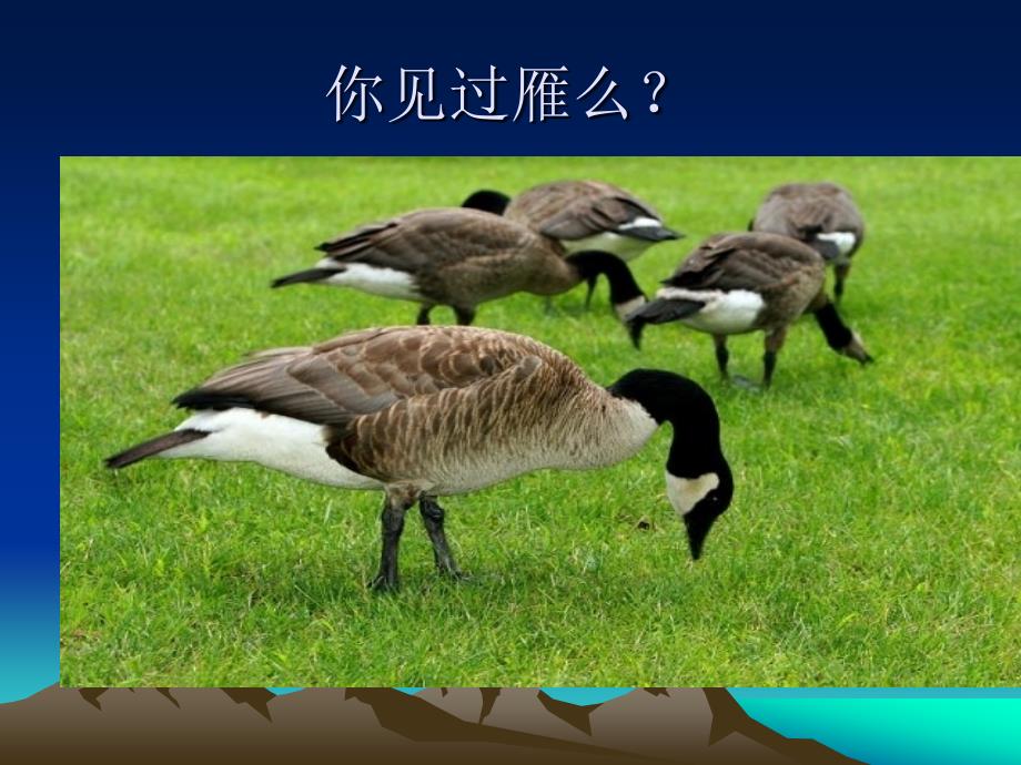 《雁》(石钟山)完整教案.ppt_第2页