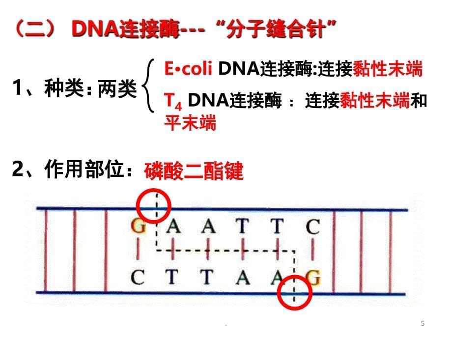 高中生物选修三基因工程优秀课件_第5页