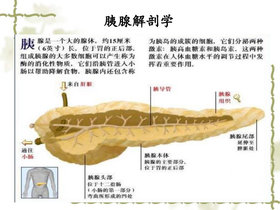 急性胰腺炎的最新诊疗与护理精选幻灯片_第3页