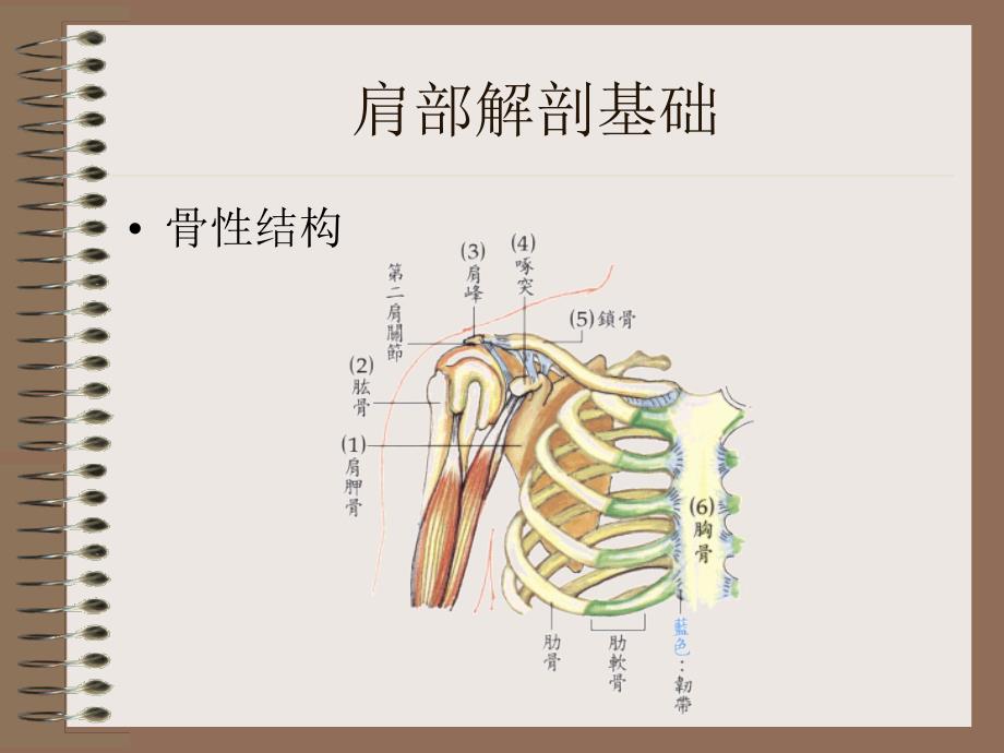 肩周炎的发病机理_第4页