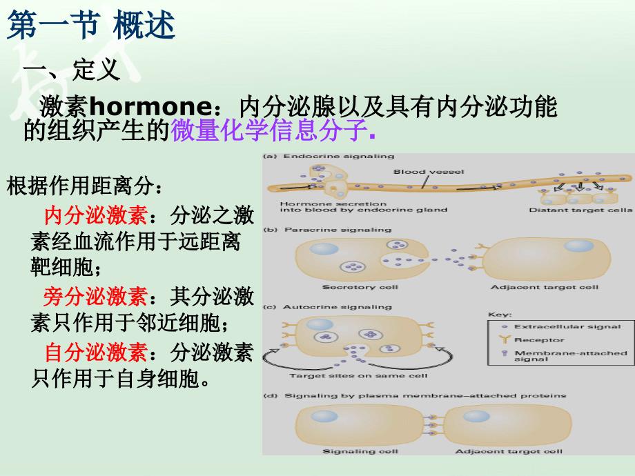 有机生化PPT课件激素_第3页