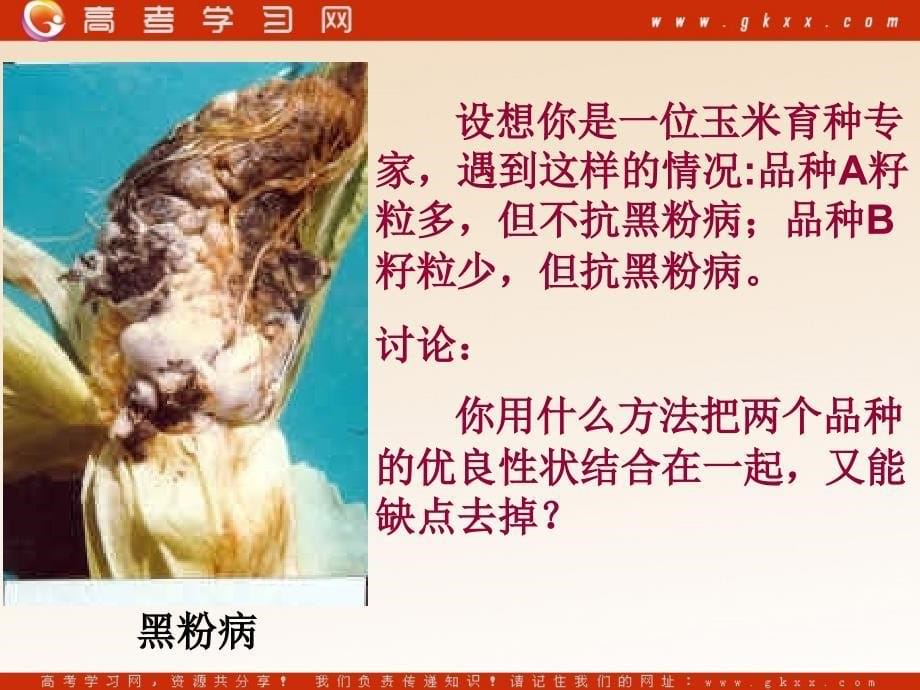 高中生物《杂交育种与诱变育种》课件5（43张PPT）（人教版必修2）_第5页