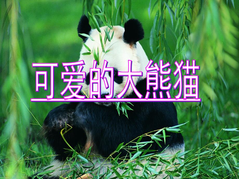 三年级上册语文课件可爱的大熊猫西师版教学文档_第3页