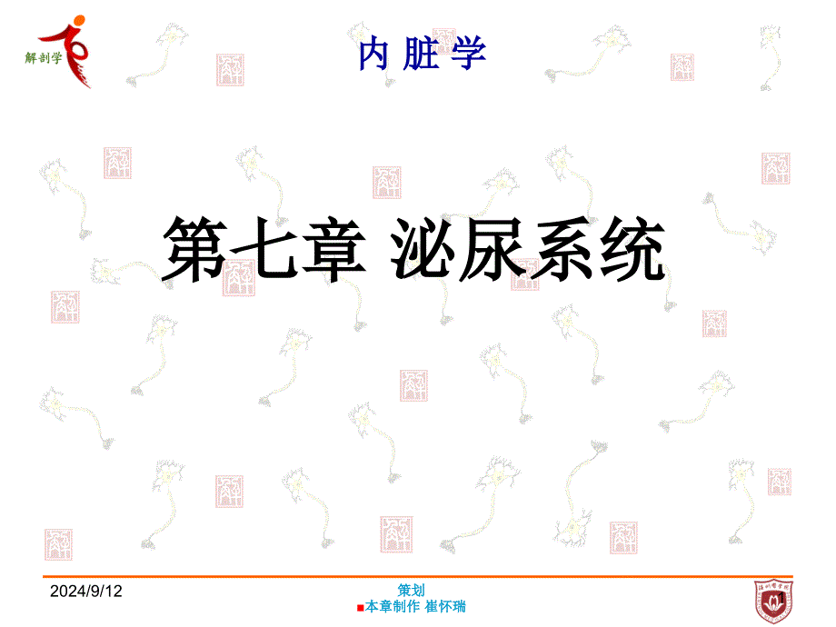 系统解剖学：第七章 泌尿系统_第1页