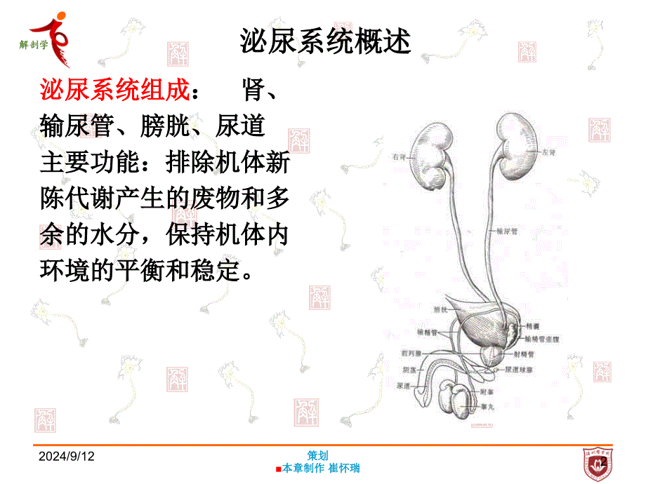 系统解剖学：第七章 泌尿系统_第2页