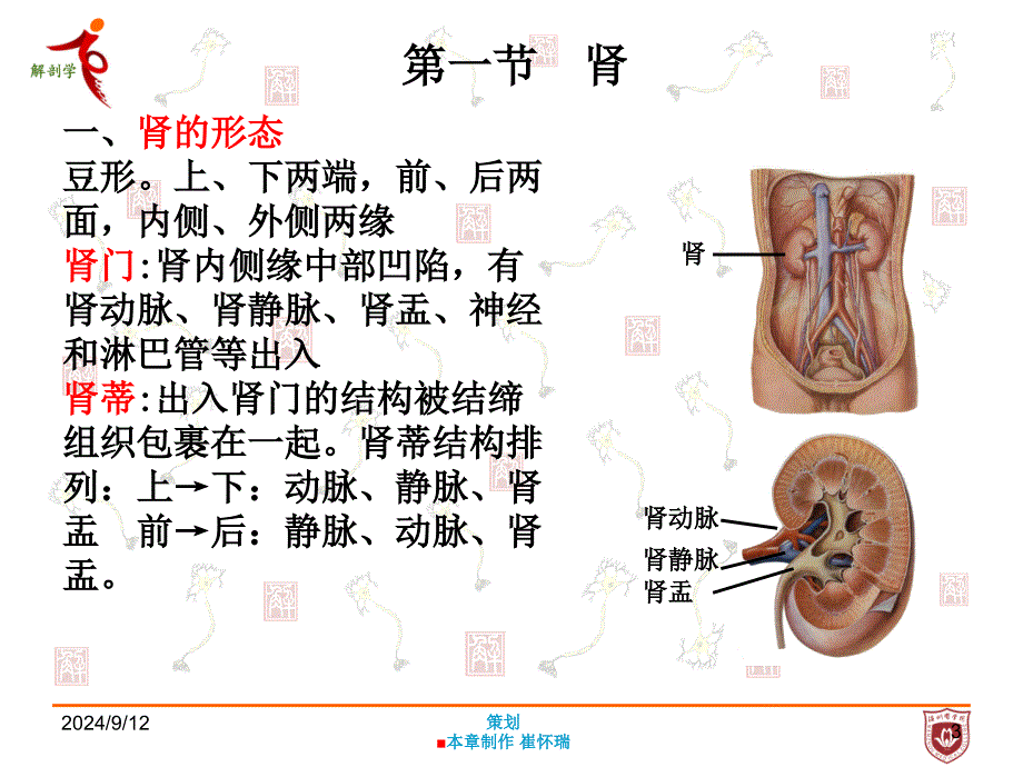 系统解剖学：第七章 泌尿系统_第3页