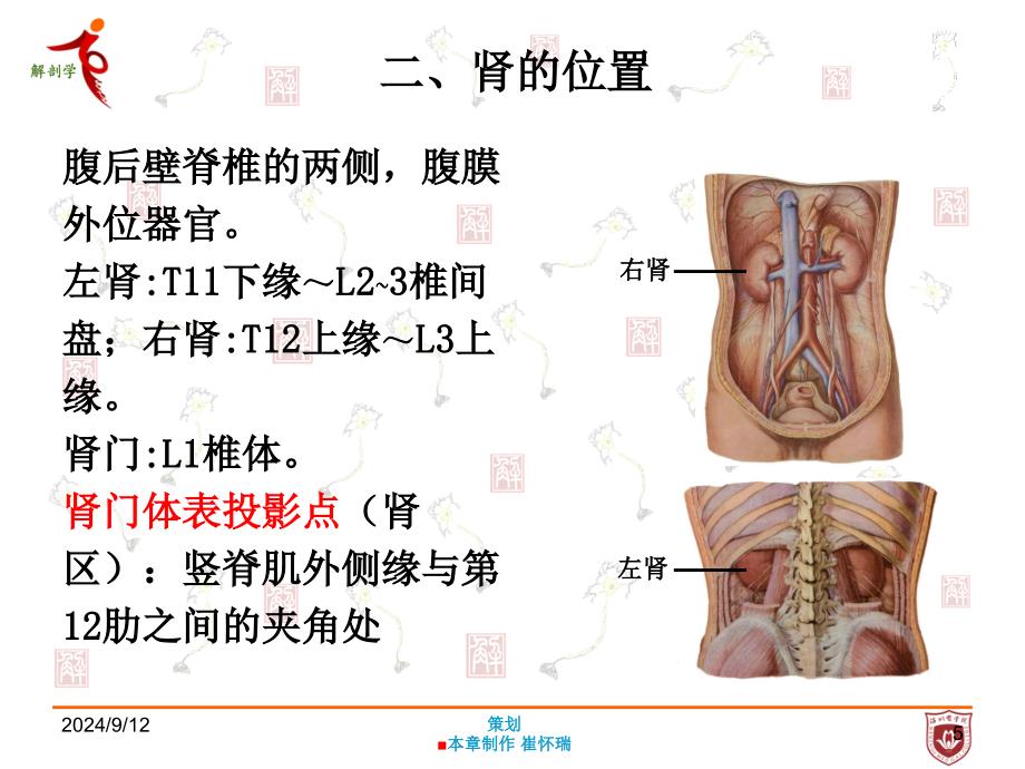 系统解剖学：第七章 泌尿系统_第4页