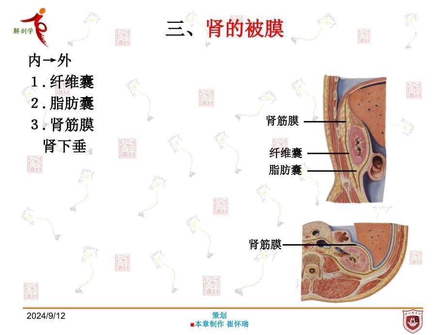 系统解剖学：第七章 泌尿系统_第5页