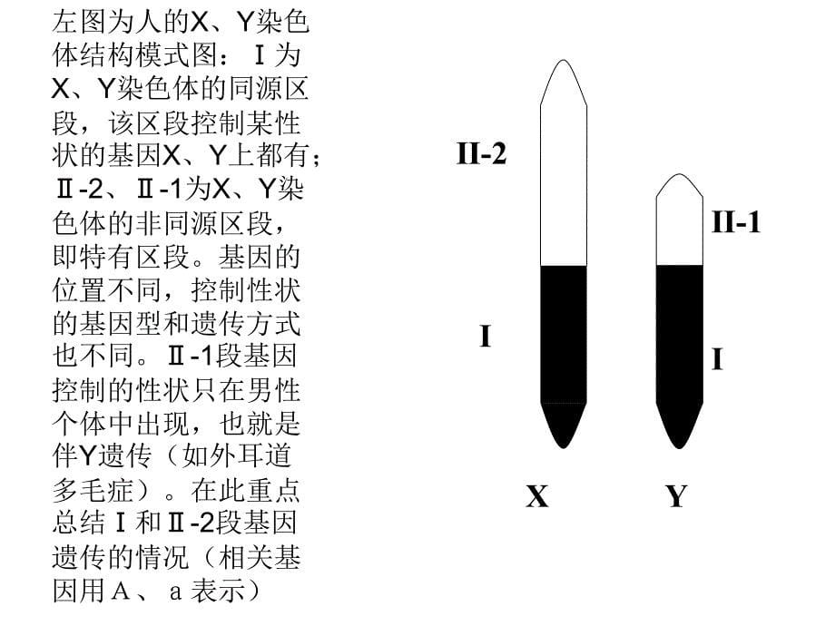 伴性遗传复习课到高三上课311yue2_第5页