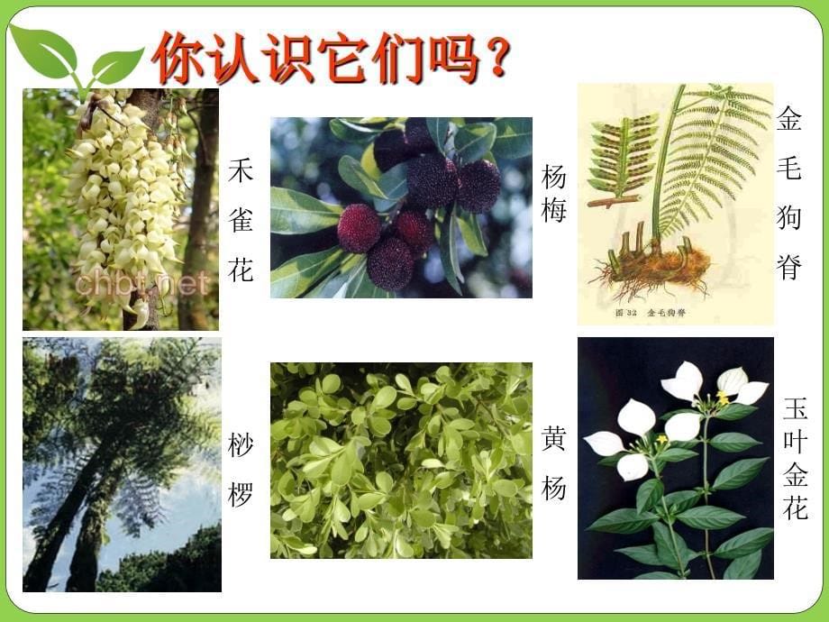 认识生物的多样性.ppt_第5页