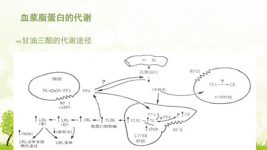 血脂检测方法及临床意义_第5页