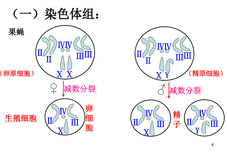 染色体变异校优质课推选优秀课件_第4页