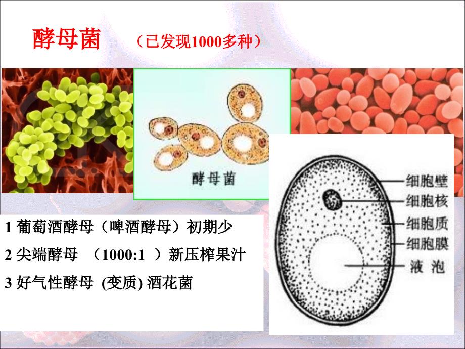 葡萄酒的工艺课件_第4页