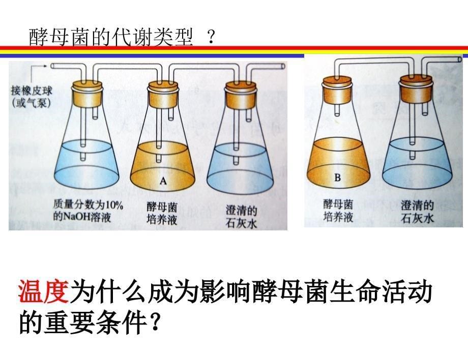 葡萄酒的工艺课件_第5页