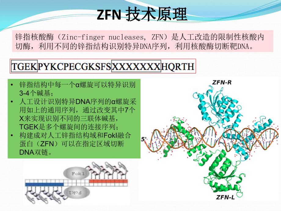 基因敲除新技术_第2页