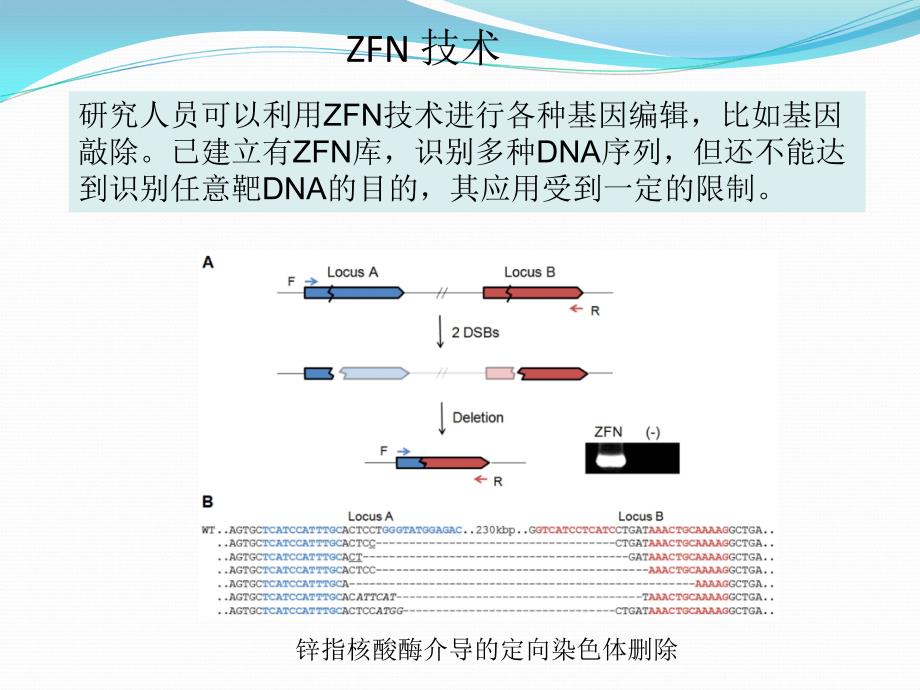 基因敲除新技术_第3页