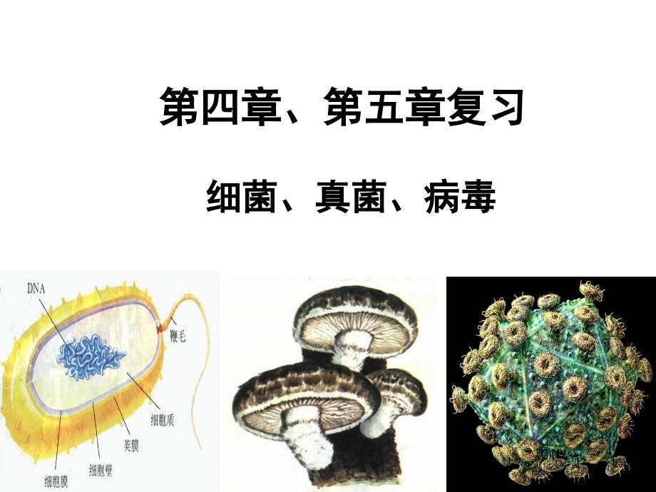 推荐生物八年级上册第四章第五章复习_第1页