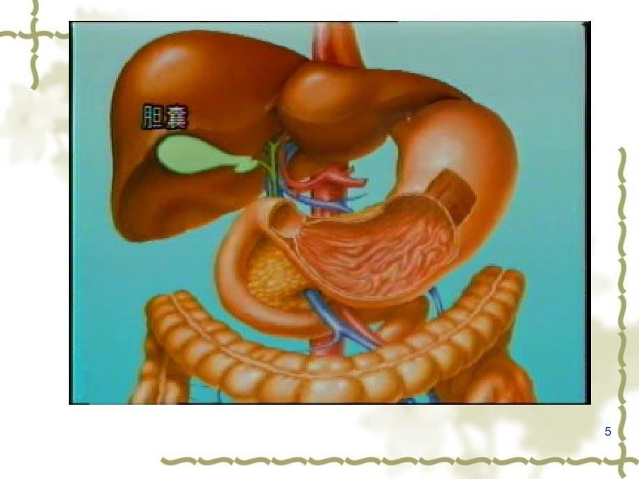 胆囊结石和几种常见急性腹痛ppt课件_第5页