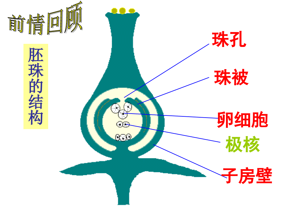 济南版八年级上果实和种子的形成_第1页