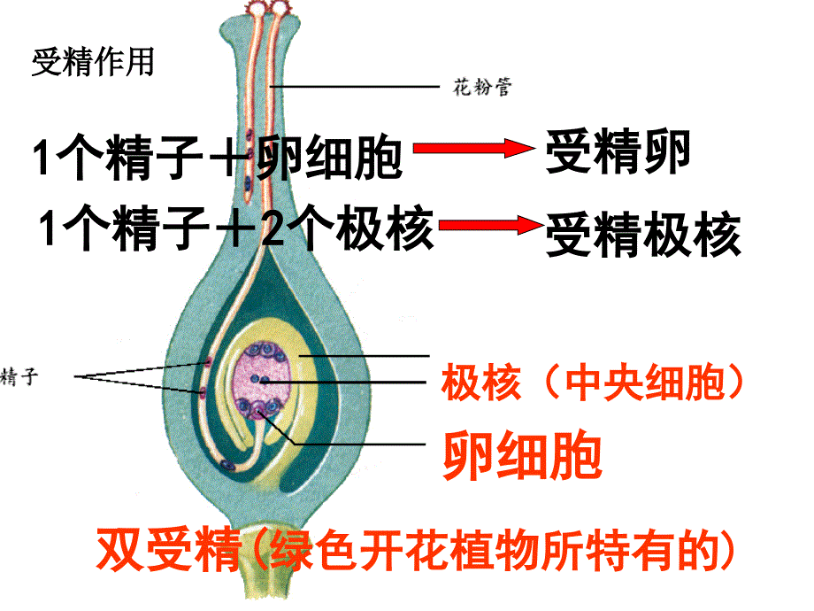 济南版八年级上果实和种子的形成_第2页