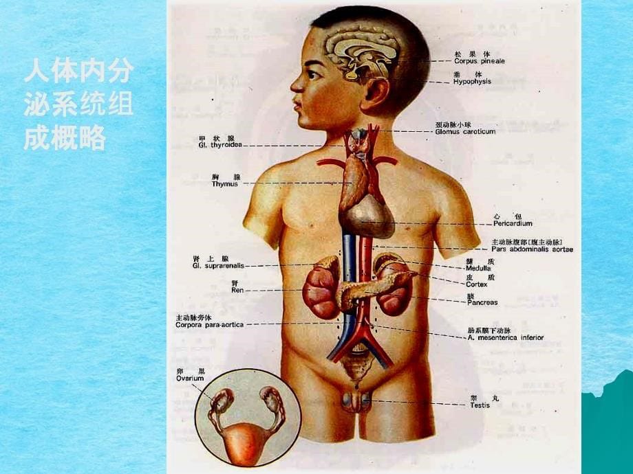 高中生物核心概念高考复习激素调节ppt课件_第5页