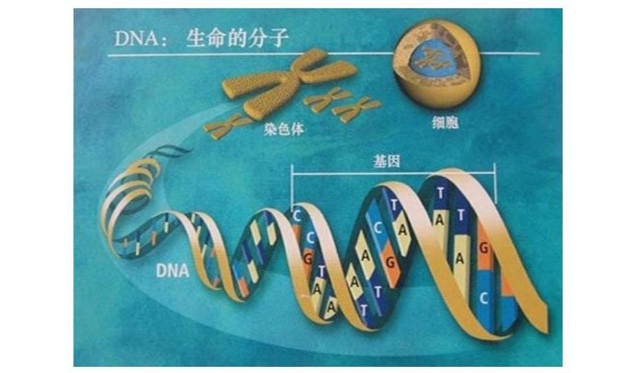 儿童基因检测35_第5页