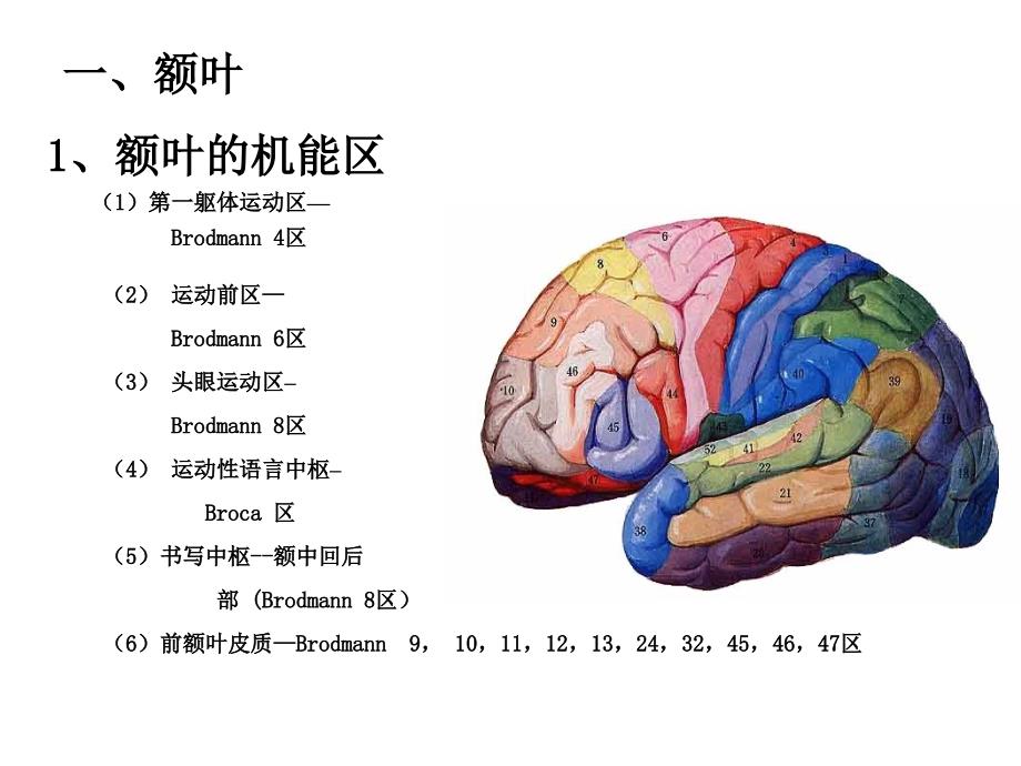 《大脑额叶的功能》PPT课件_第2页