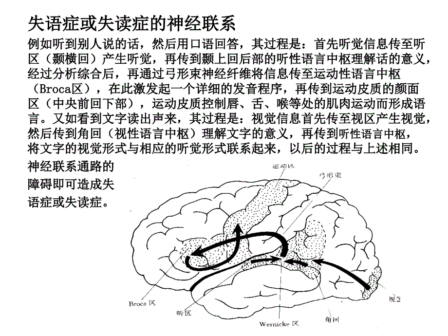 《大脑额叶的功能》PPT课件_第4页