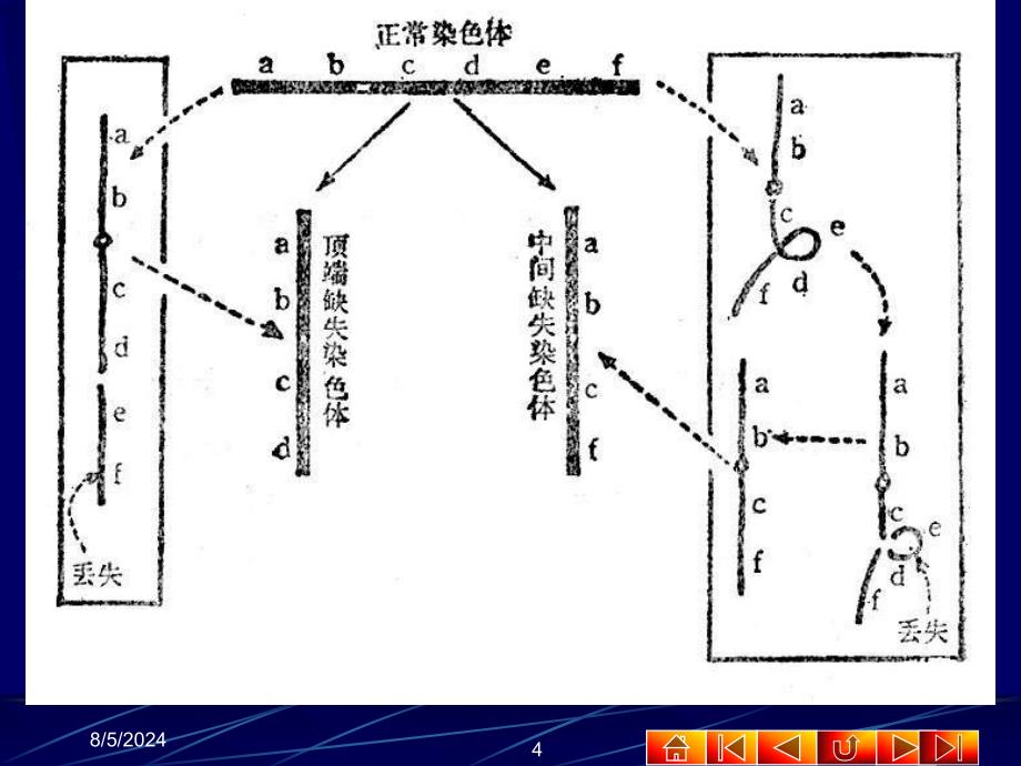 第一节染色体的结构变异_第4页