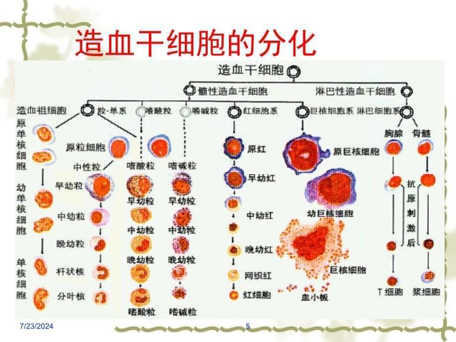 急性白血病的护理_第5页