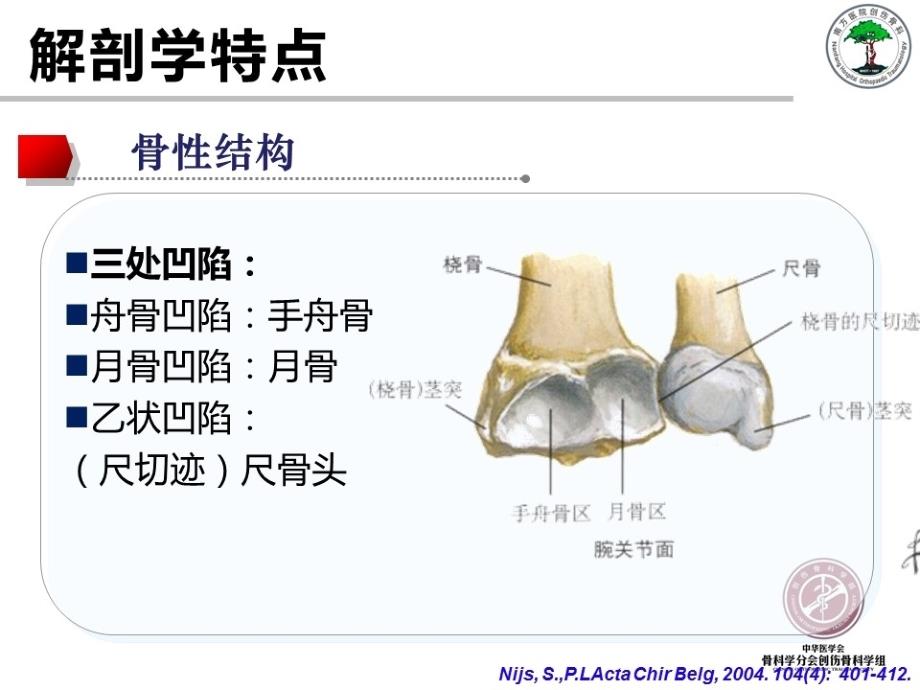 桡骨远端骨折的解剖及手术入路-南方医院-余斌_第3页