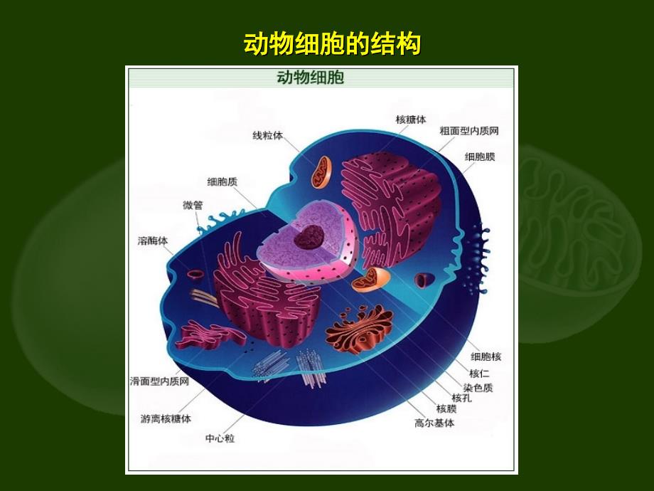 细胞的结构和功能 (2)_第3页