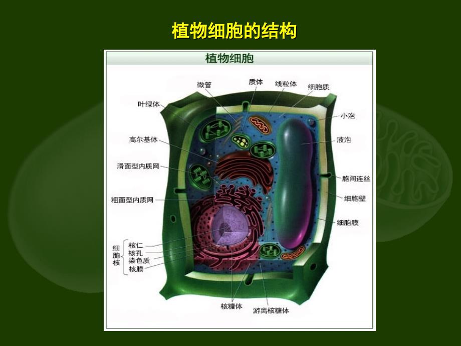 细胞的结构和功能 (2)_第4页