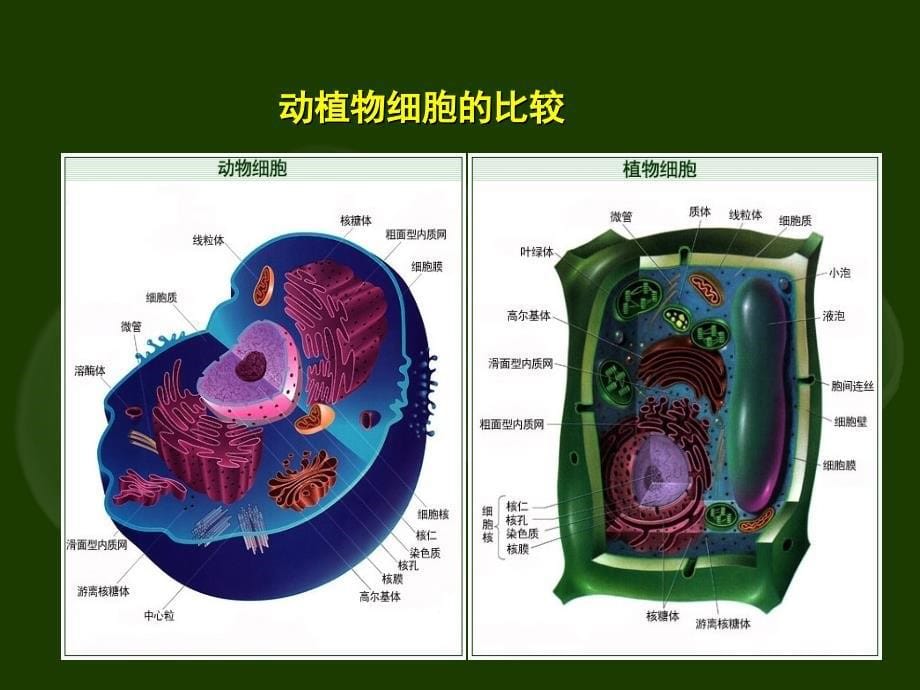 细胞的结构和功能 (2)_第5页