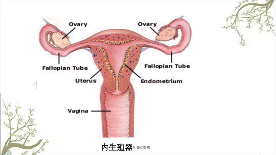 妇科肿瘤宫颈癌课件_第3页