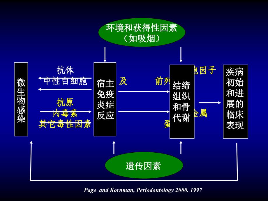 牙周病学课件：牙周病的病因学_第4页