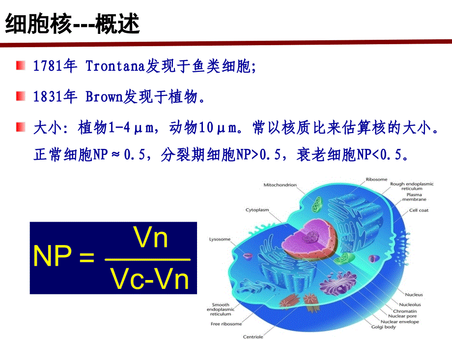 细胞生物学：细胞核 student 151104_第2页