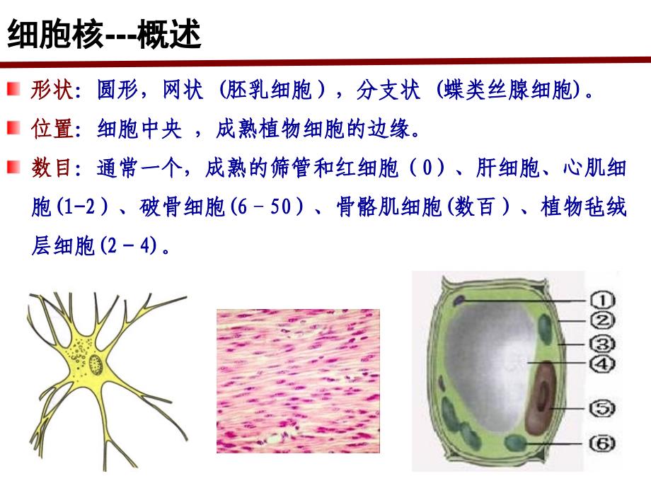 细胞生物学：细胞核 student 151104_第3页