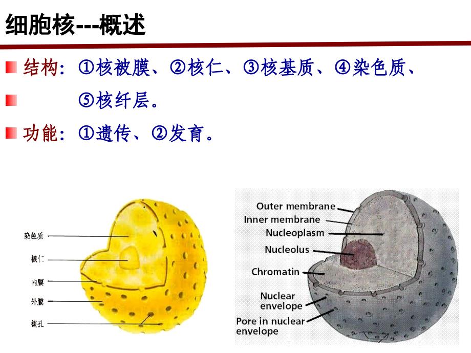 细胞生物学：细胞核 student 151104_第4页