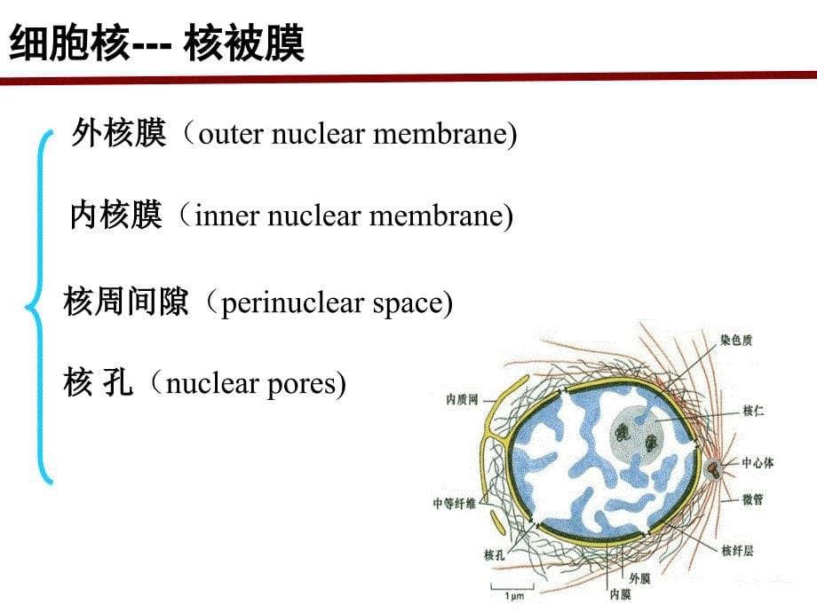 细胞生物学：细胞核 student 151104_第5页