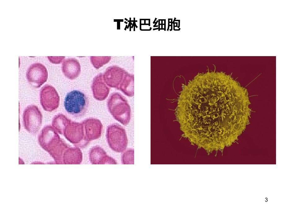 淋巴细胞的抗原受体课件_第3页