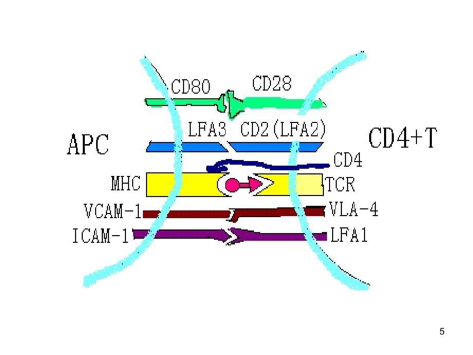 淋巴细胞的抗原受体课件_第5页