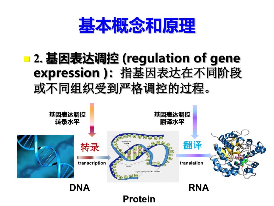 《动物分子生物学》教学课件：第六章基因的表达调控- 1_第4页