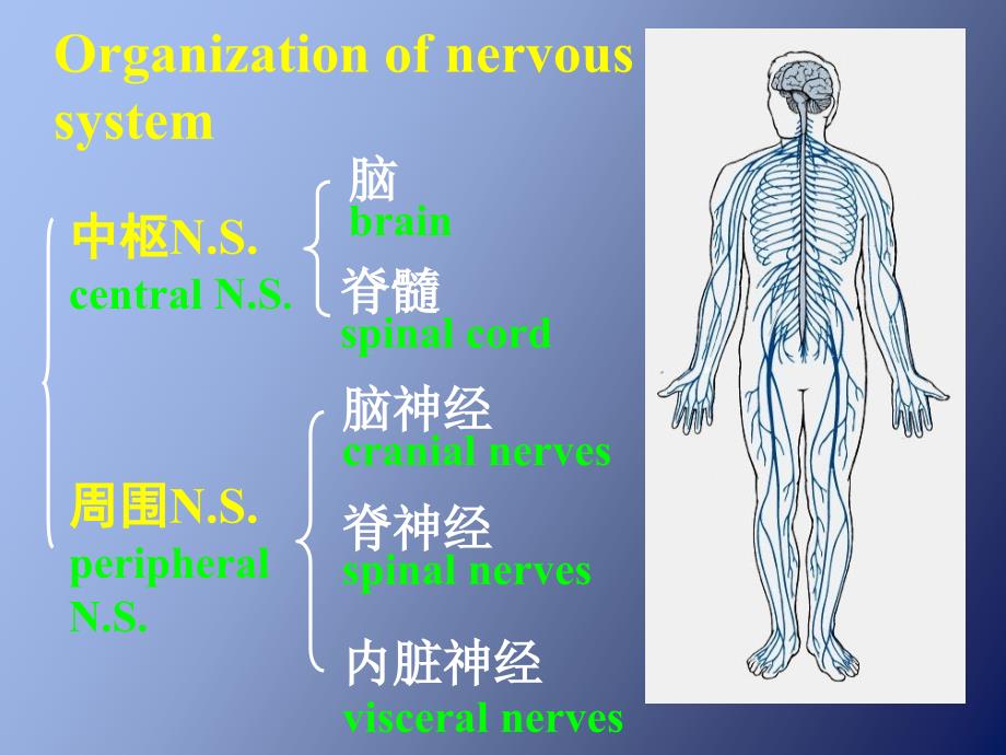 神经系总论脊髓脊脑神经概述_第3页