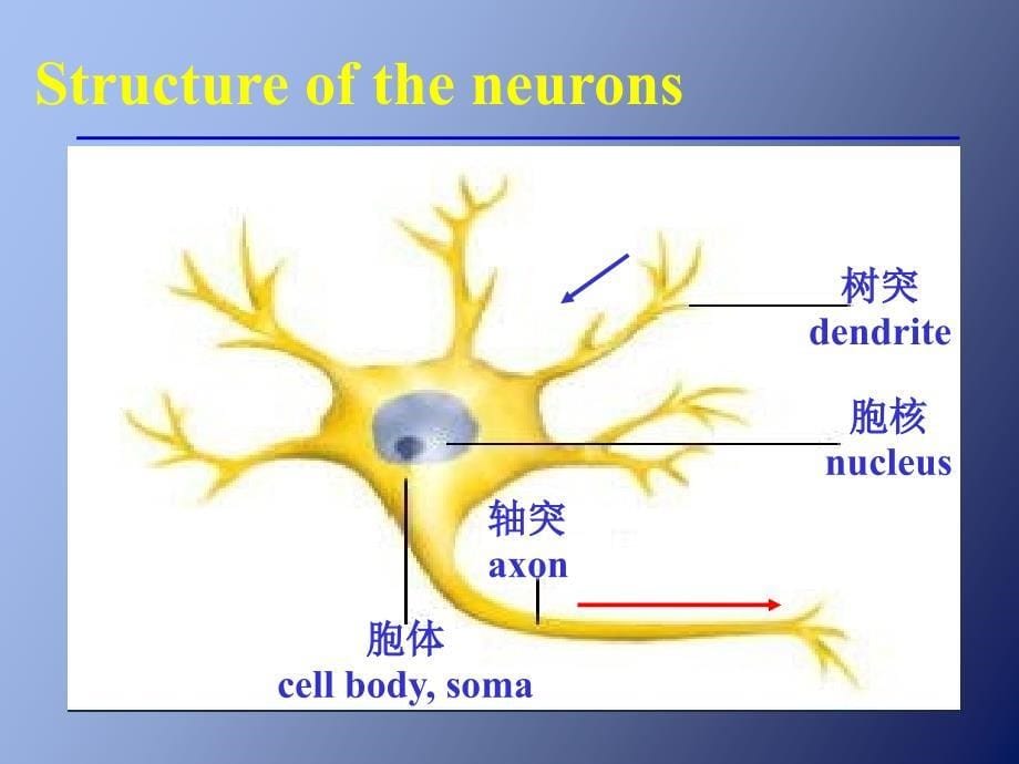 神经系总论脊髓脊脑神经概述_第5页