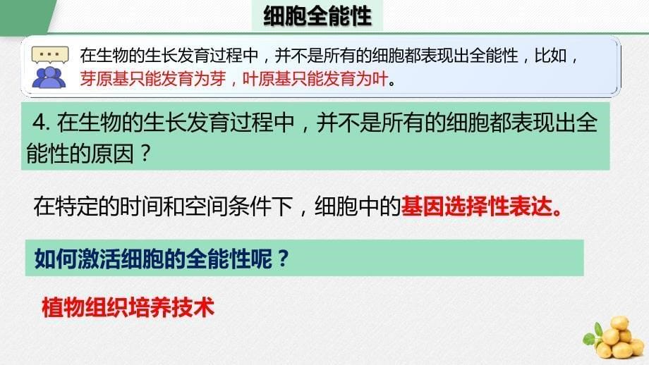 植物细胞工程的基本技术课件探究式课堂课件【知识精讲精研+能力拓展提升】 高二下学期生物人教版（2019）选择性必修3_第5页