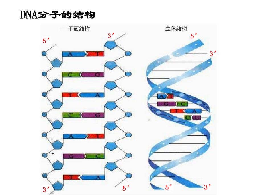 PCR扩增和电泳检测课件.ppt_第4页