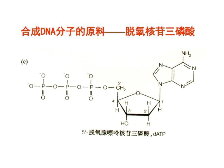 PCR扩增和电泳检测课件.ppt_第5页