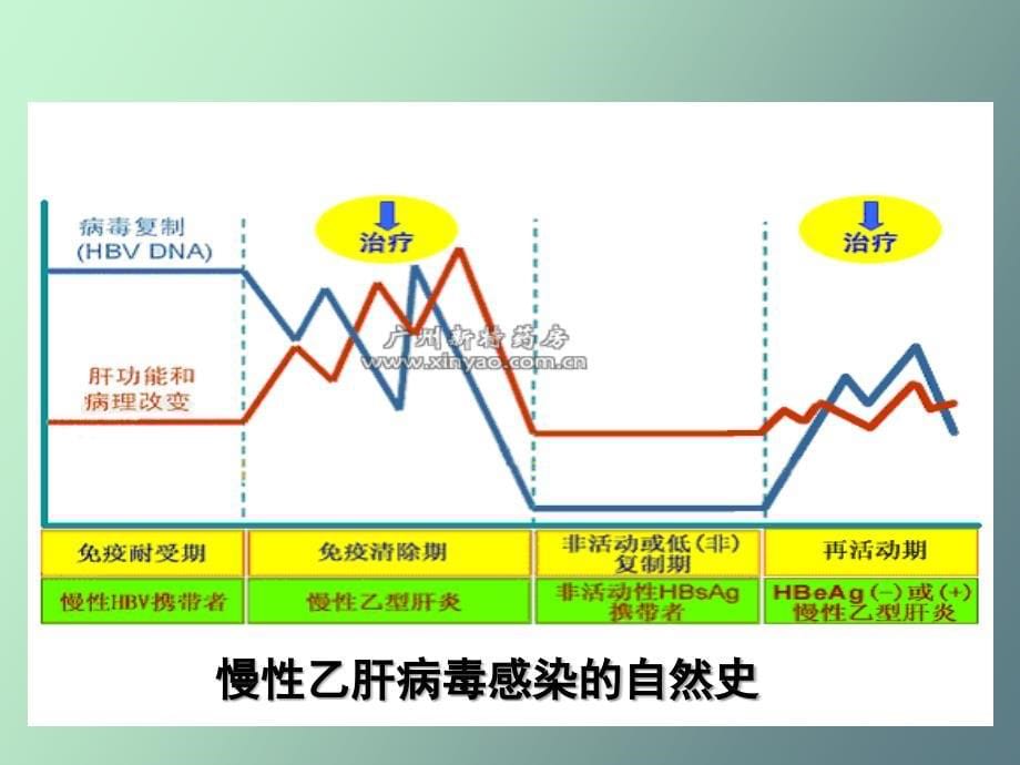 病毒性肝炎第三部分_第5页